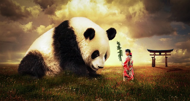 Tout savoir sur les panda géants de Chinois